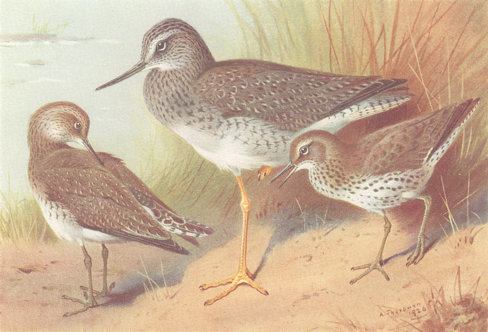 BRITISH BIRDS. Solitary Sandpiper; Greater Yellowshank; Spotted. THORBURN 1926